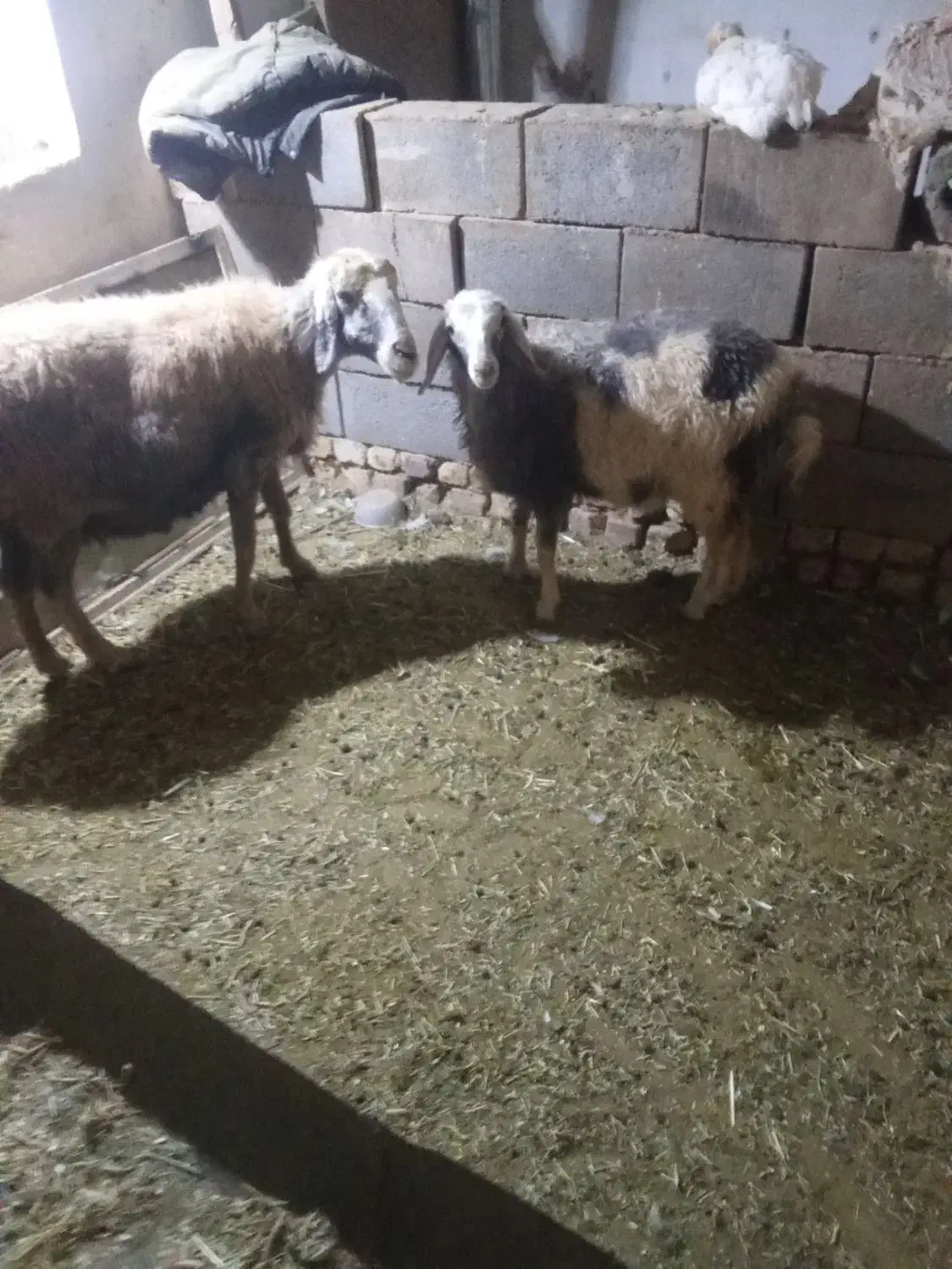 قیمت بیست و هشت میلیون|حیوانات مزرعه|اصفهان, تیران|دیوار