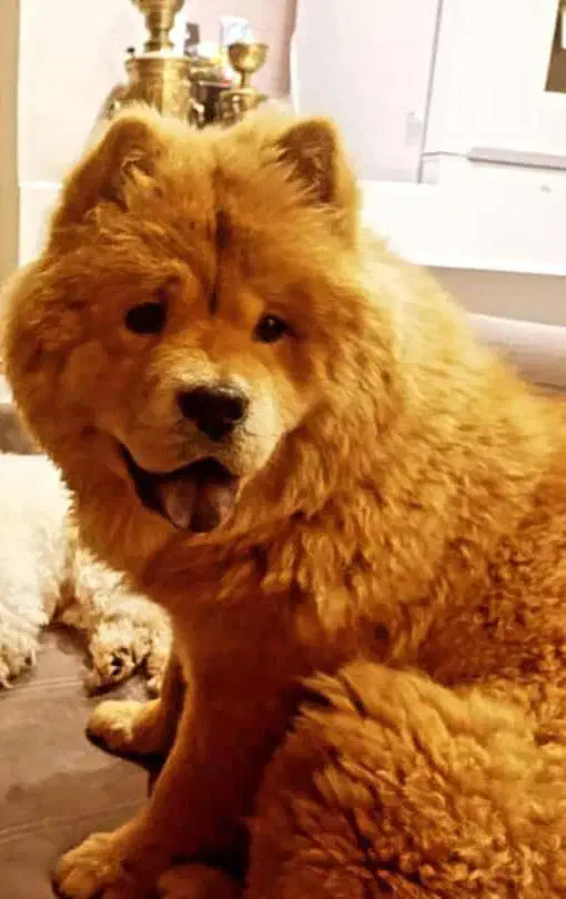 سگ محدود گلدیس گم شد|سگ|شاهین‌شهر, شهرک گلدیس|دیوار