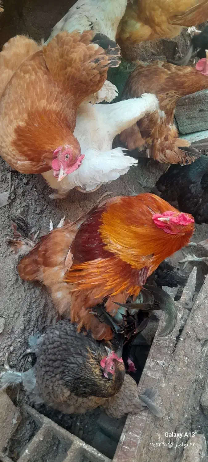 فروش چند عدد خروس سر حال|حیوانات مزرعه|قائم‌شهر, |دیوار