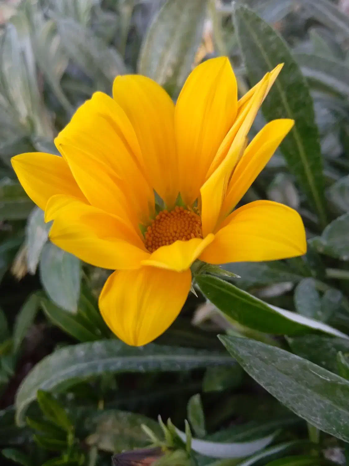 گمشده|اشیا|سبزوار, هویزه|دیوار