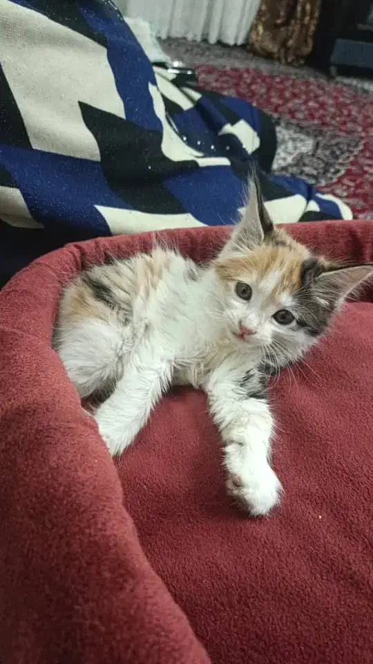 واگذاری بچه گربه ماده|گربه|تهران, والفجر (افسریه)|دیوار