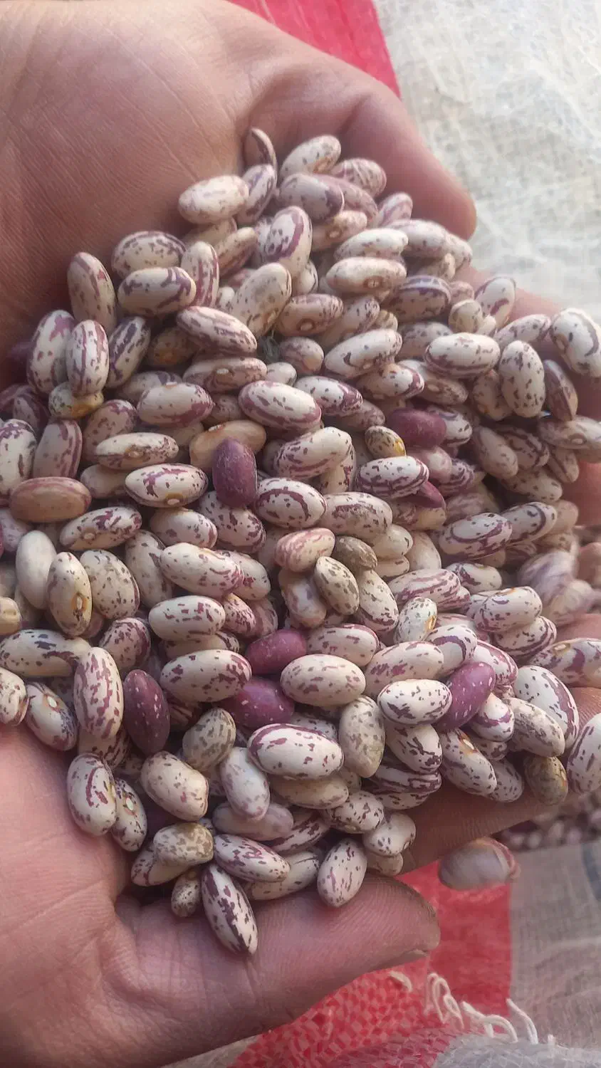 لوبیا چیتی کپسولی|خوردنی و آشامیدنی|بلبان آباد, |دیوار