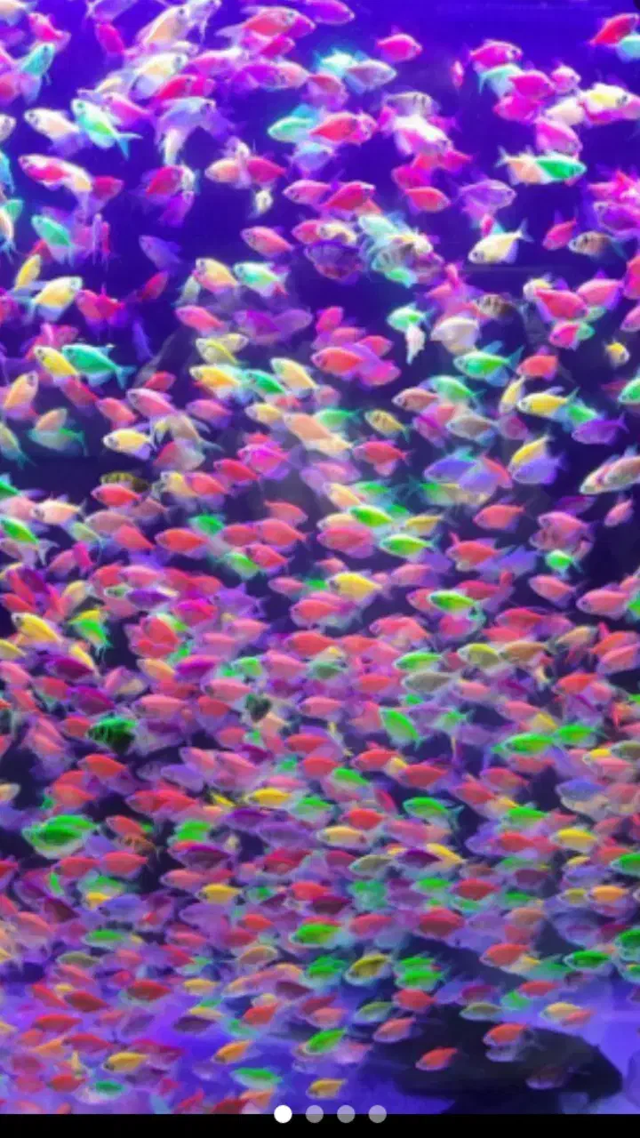 انواع ماهی کالر پرت گوپی تایگر کوی چانافروش معاوضه|ماهی|کرج, گلشهر|دیوار