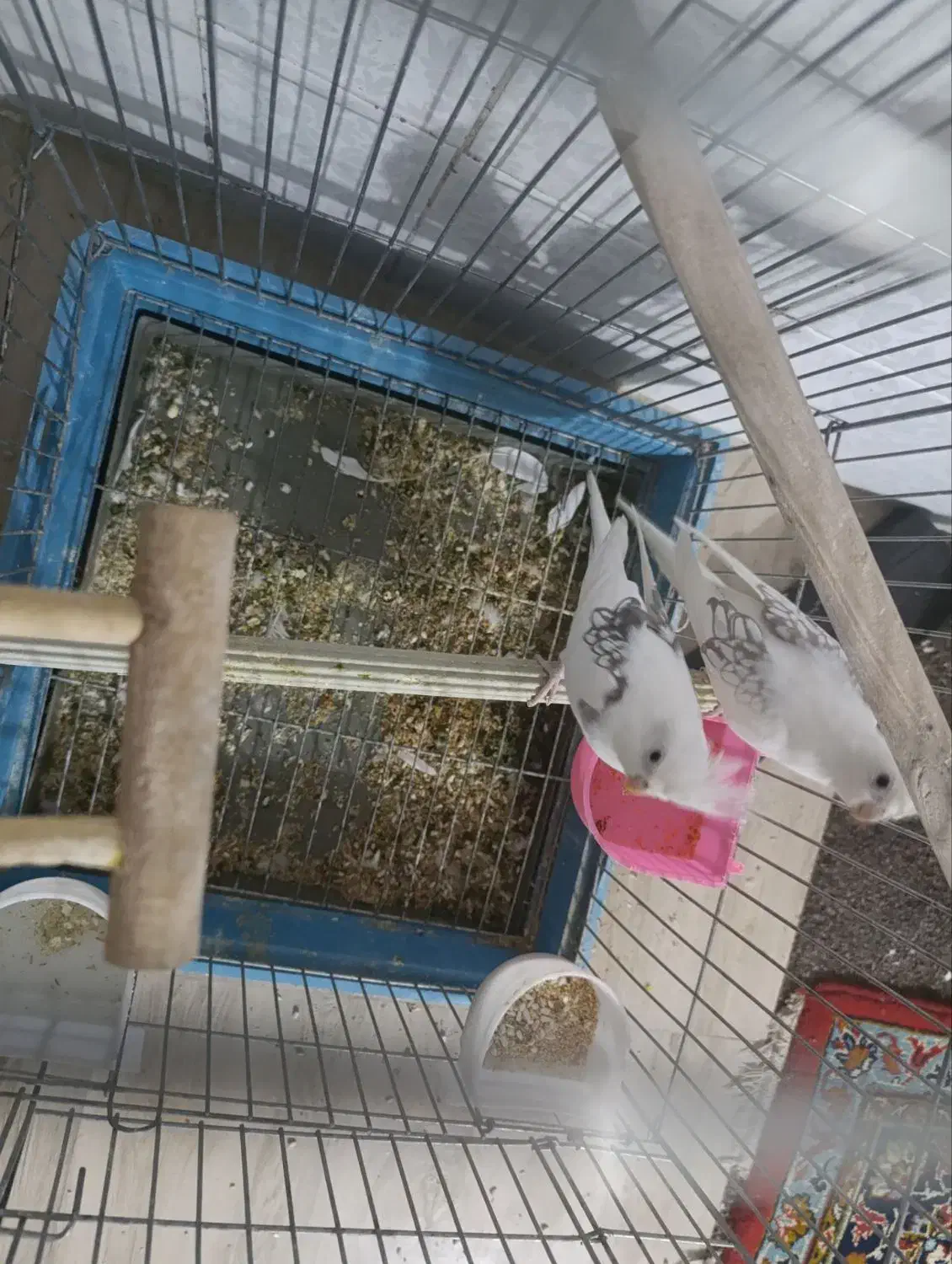 فروش دو جفت عروس هلندی پروانه ای|پرنده|بناب, |دیوار