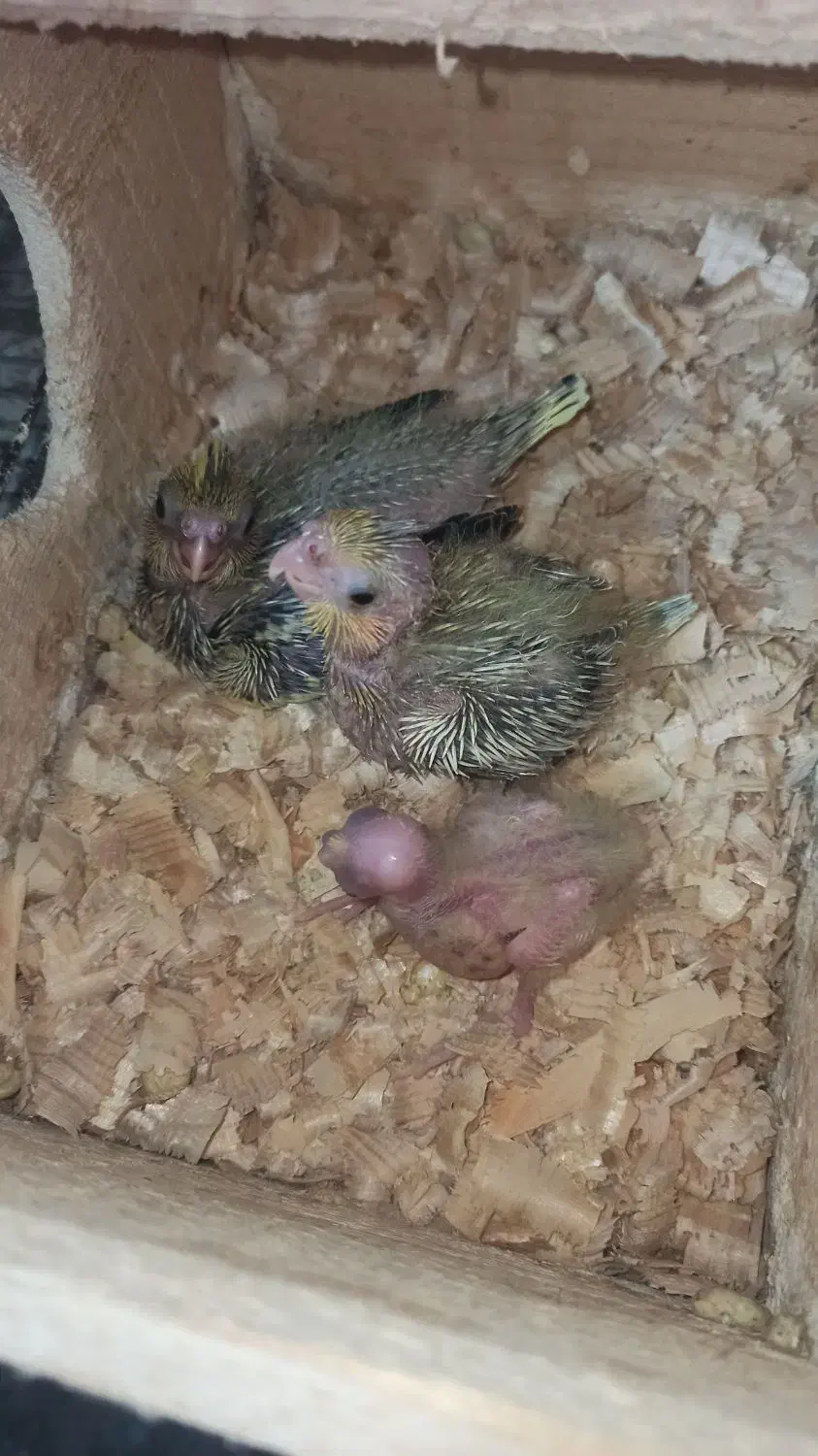 جوجه عروس سرلاکی|پرنده|کوچصفهان, |دیوار