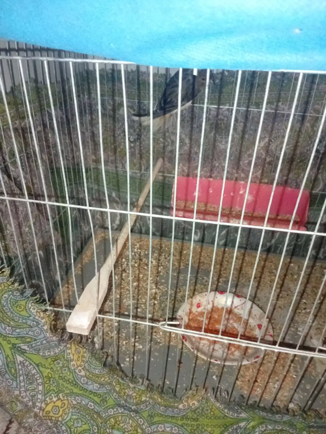 قناری نر|پرنده|سیرجان, |دیوار