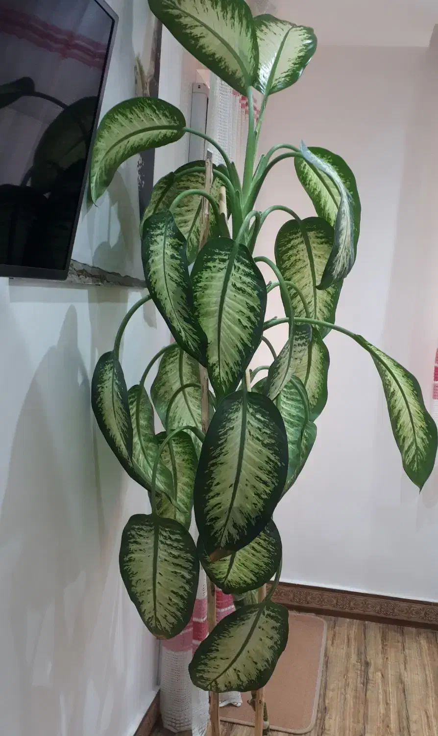 فروش گل دیفن باخیا|گل و گیاه طبیعی|رشت, معلولین|دیوار