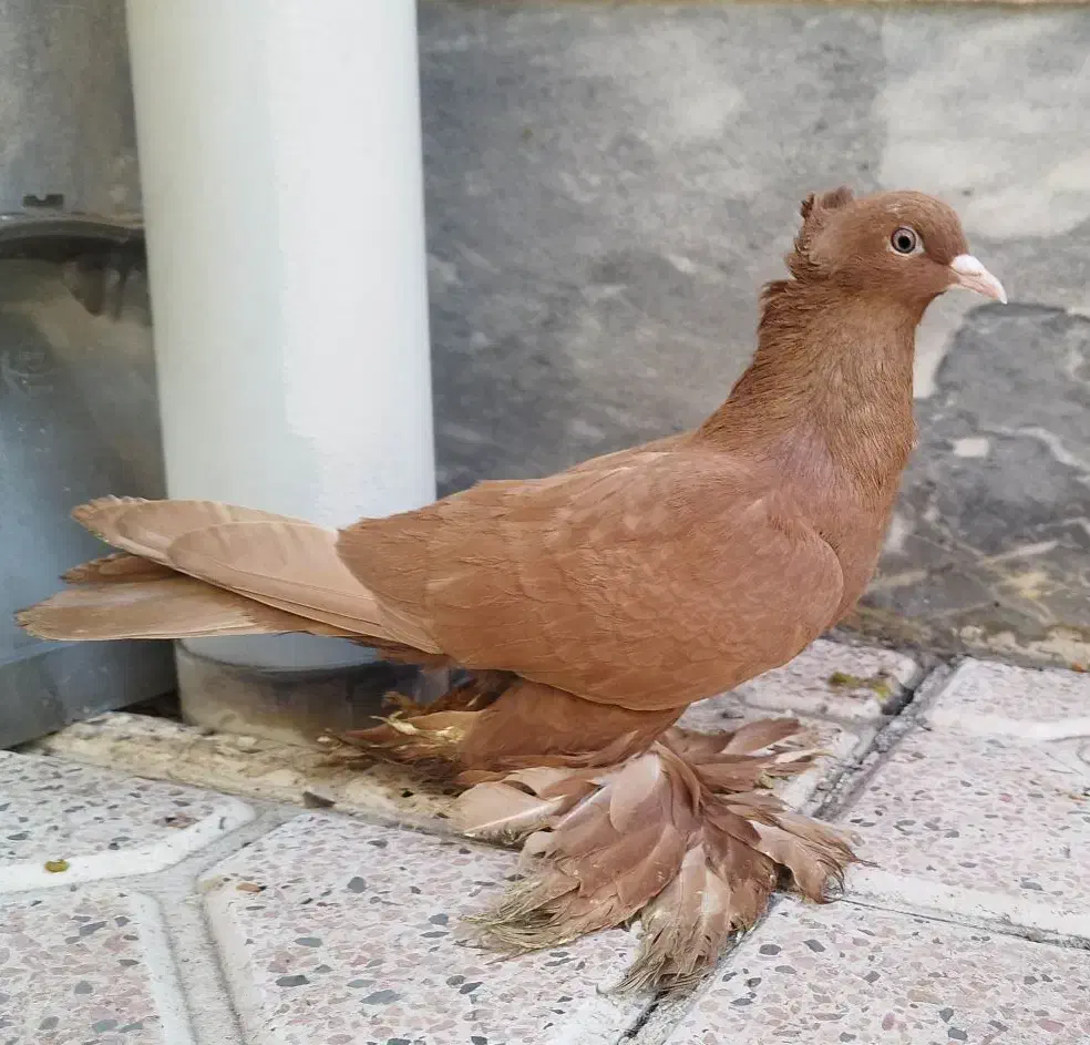 کبوتر|پرنده|مرند, |دیوار