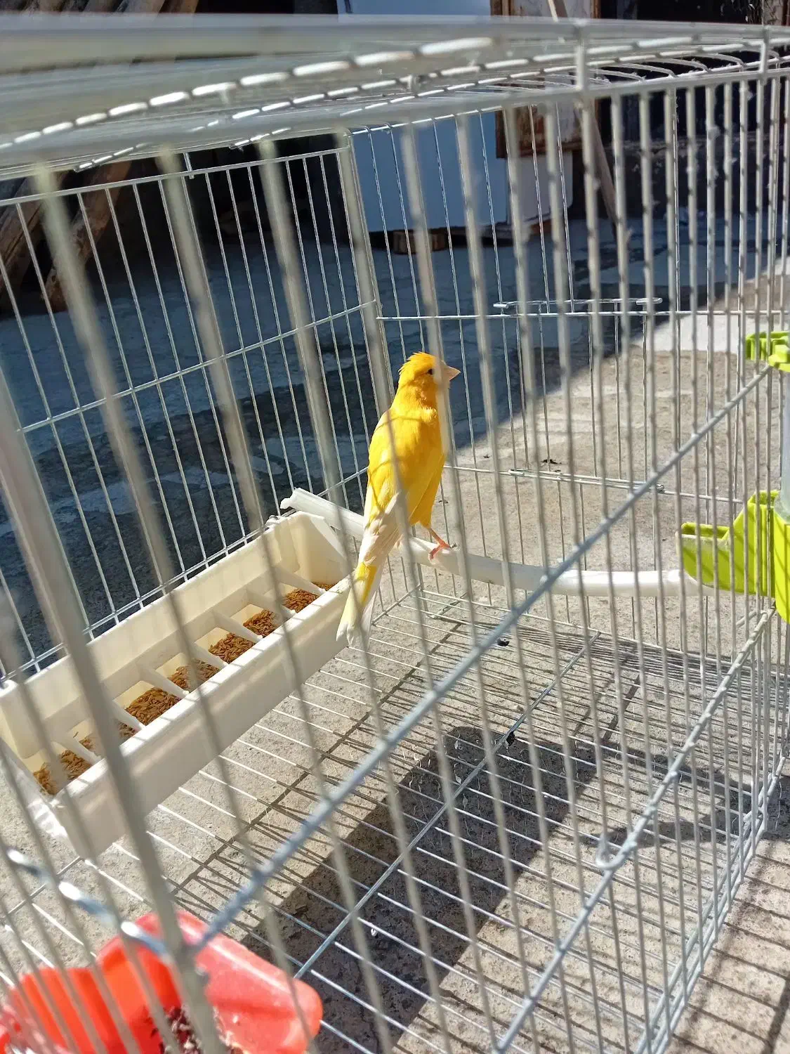 حیوان|پرنده|تبریز, |دیوار