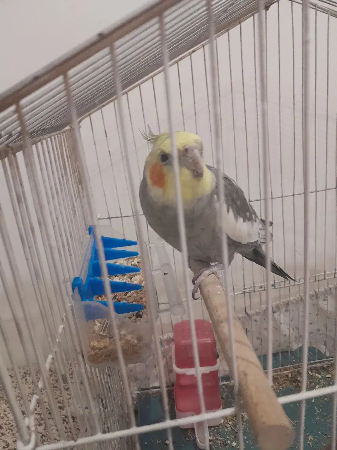 عروس هلندی سینامون|پرنده|شوش, |دیوار