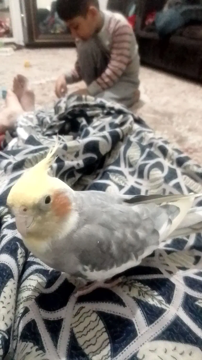 عروس هلندی نر گمشده|پرنده|مشهد, تلگرد|دیوار