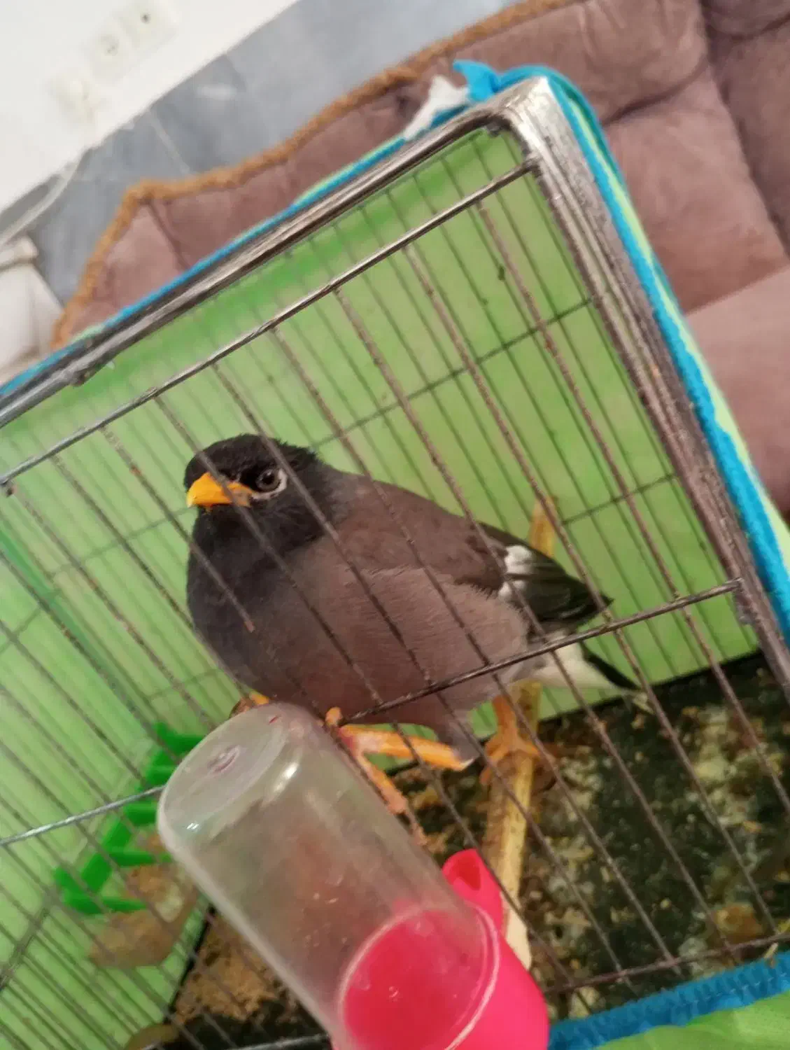 مرغ مینا|پرنده|اسفراین, |دیوار