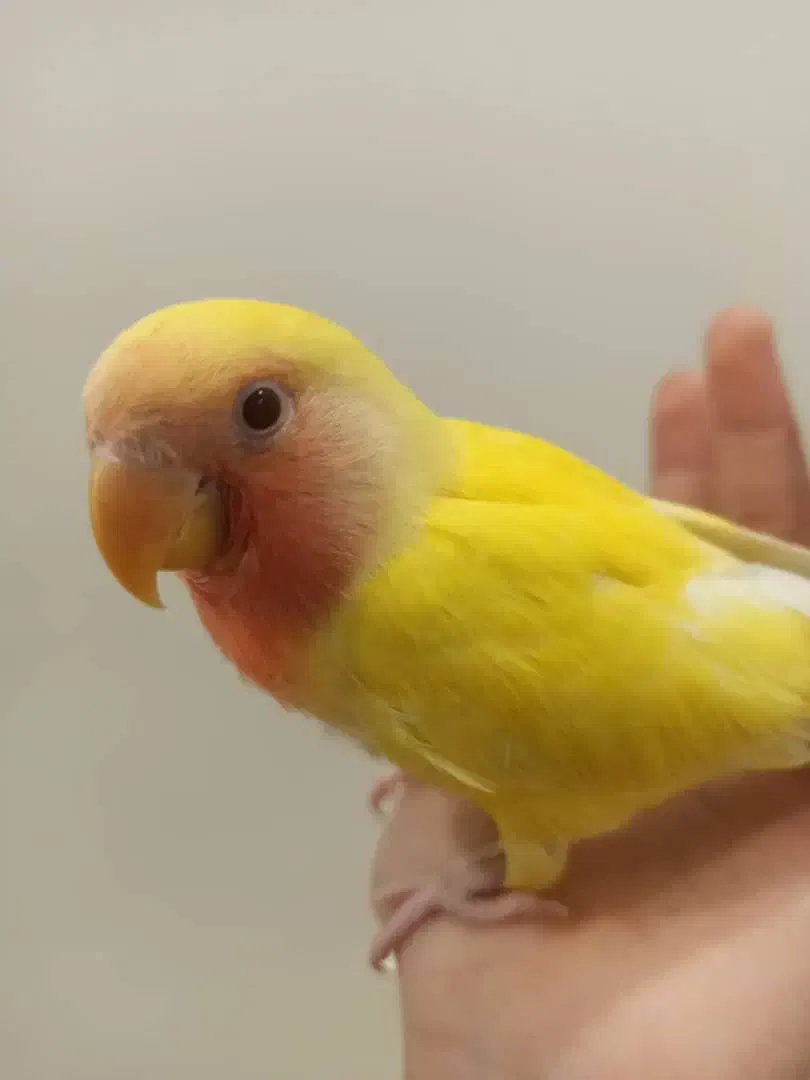 طوطی برزیلی گم شده|پرنده|چالوس, |دیوار