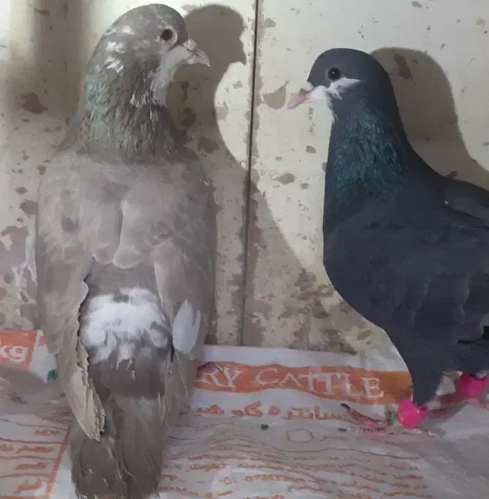 کرباتی،دمسفید|پرنده|مشهد, شهید بصیر|دیوار