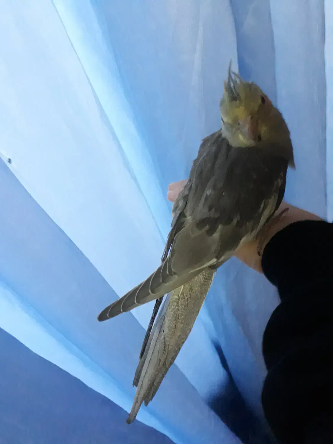 عروس هلندی سینامون|پرنده|خمینیشهر, |دیوار