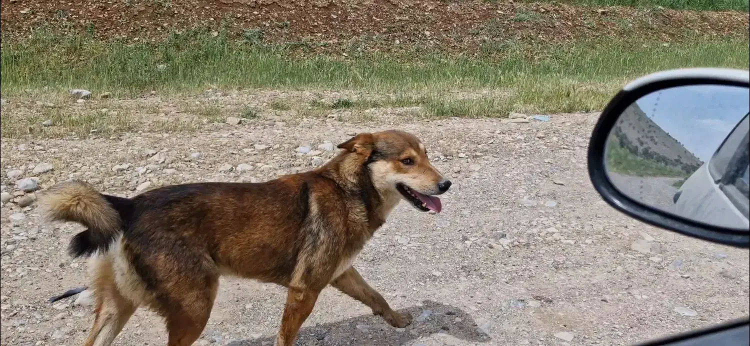 گمشده|حیوانات|خرمآباد, |دیوار