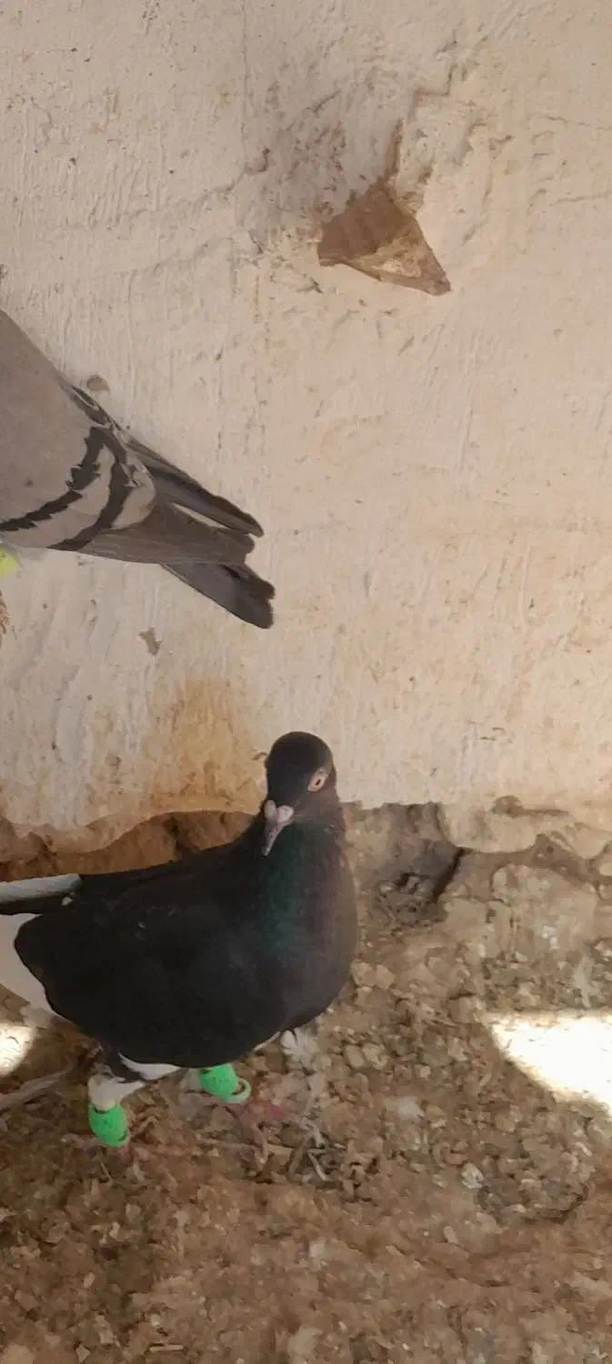 کبوتر|پرنده|شیروان (خراسان), |دیوار