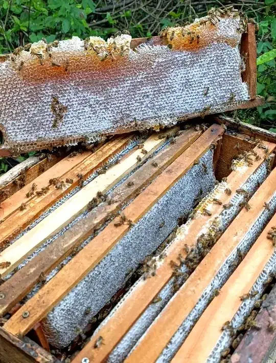 عسل کوهستان|خوردنی و آشامیدنی|کلیبر, |دیوار