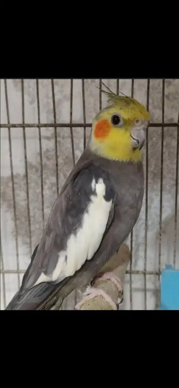 حراج حراج معاوضه با عروس هلندی ماده|حراج|علیآباد کتول, |دیوار