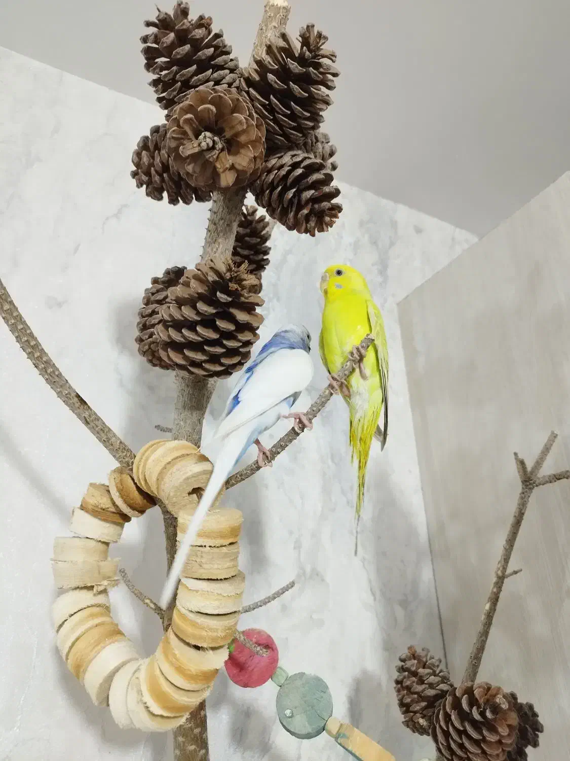 مرغ عشق|پرنده|هشتگرد, فاز ۱ مهستان|دیوار