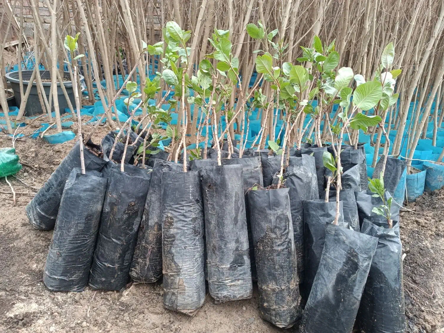 محصولات فروشگاهی دیاکو