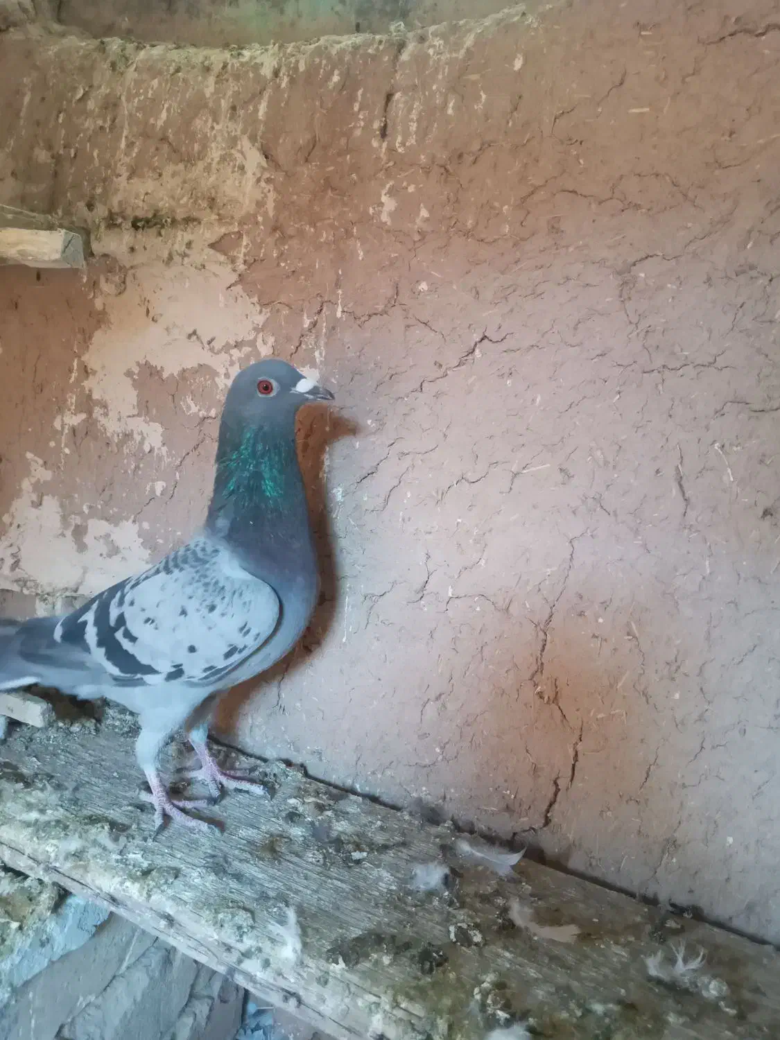 کبوتر|پرنده|قائن, |دیوار
