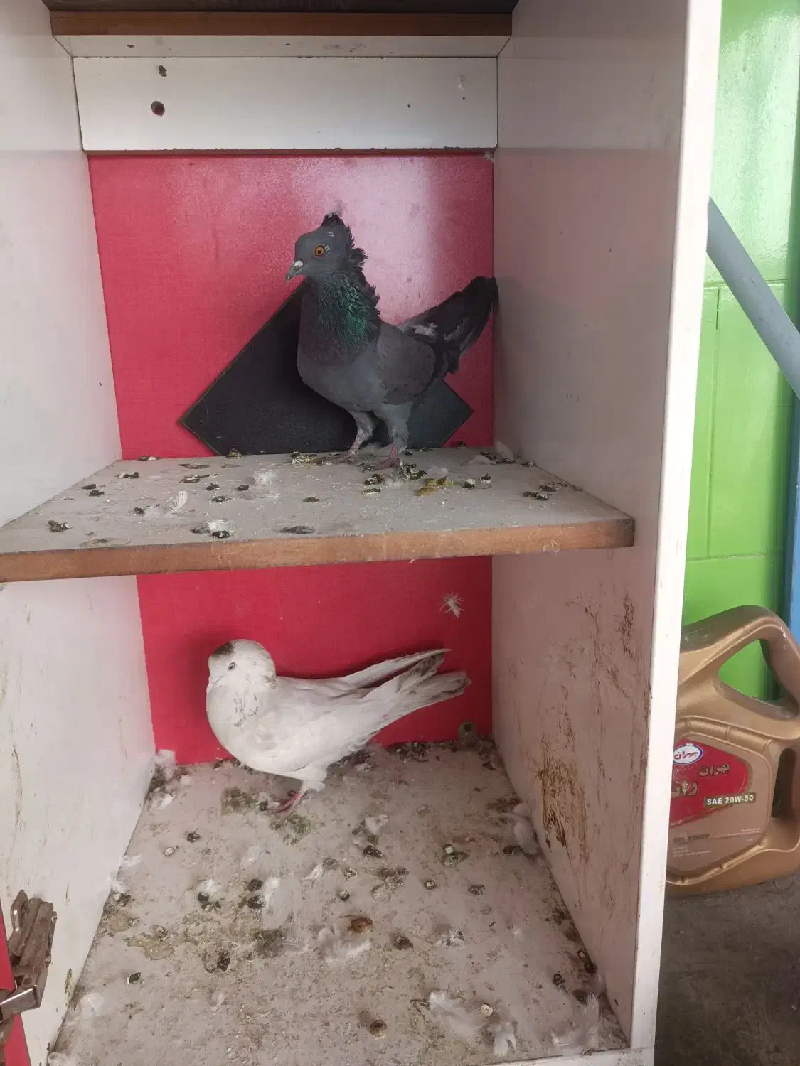 4تا کفتر خوب|پرنده|پاکدشت, پارچین|دیوار