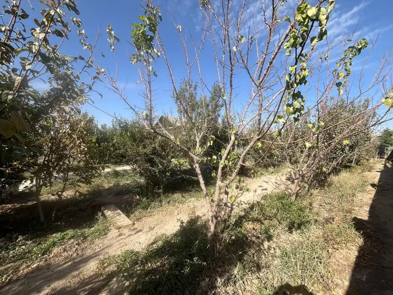 فروش باغ پونصد متری|فروش زمین و ملک کلنگی|بهارستان, |دیوار