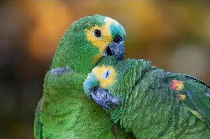 طوطی، راهب ،کاکادو، لوری، آمازون|پرنده|تهران, دردشت|دیوار