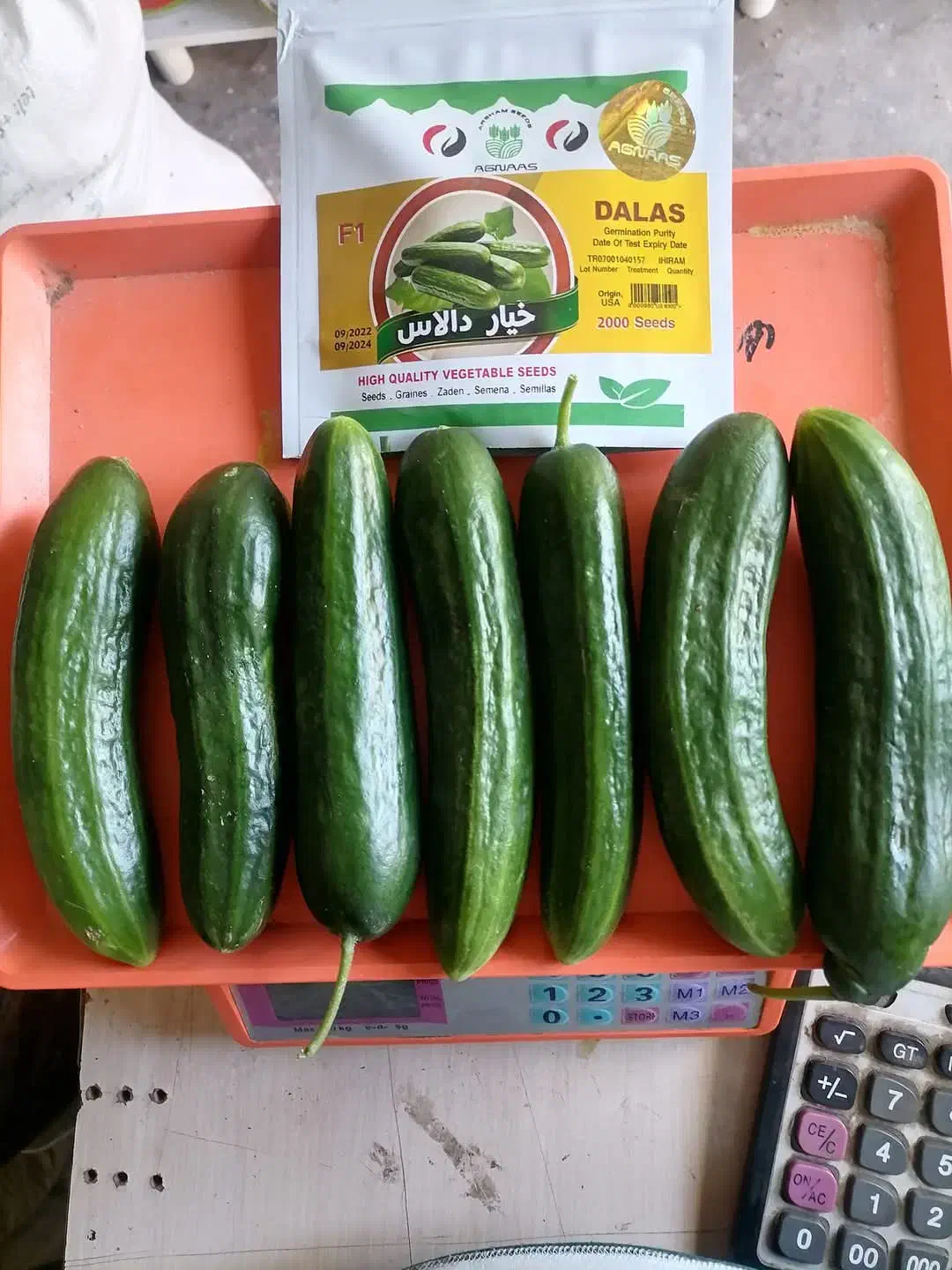 فروش بذر خیار اصلاح شده هیبرید|خدمات باغبانی و درختکاری|مریوان, |دیوار