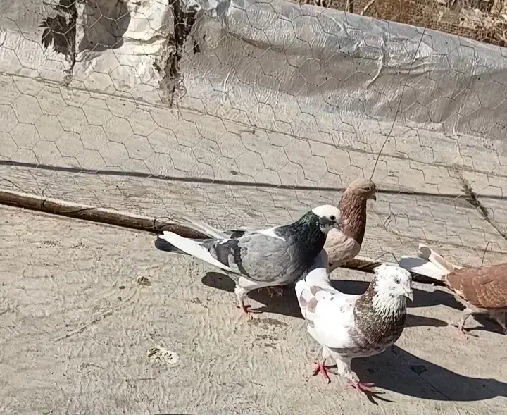 10 طوق کفتر آس|پرنده|جوادآباد, |دیوار