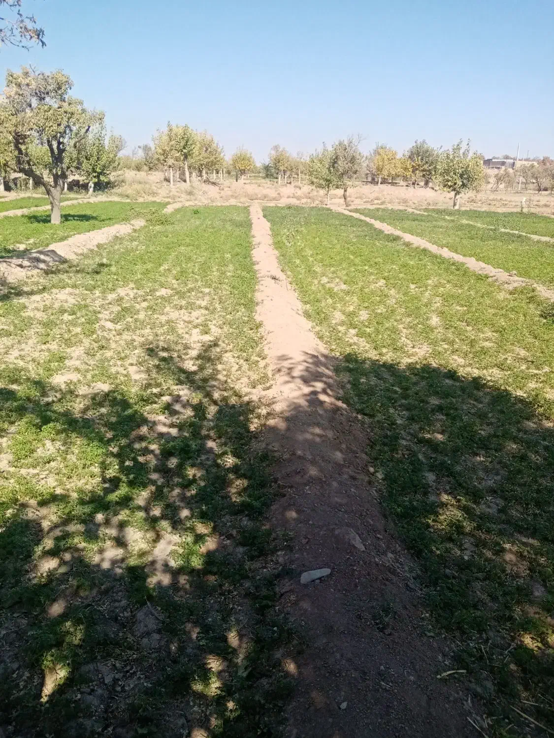 زمین کشاورزی|فروش زمین و ملک کلنگی|تربتحیدریه, پائین ولایت|دیوار