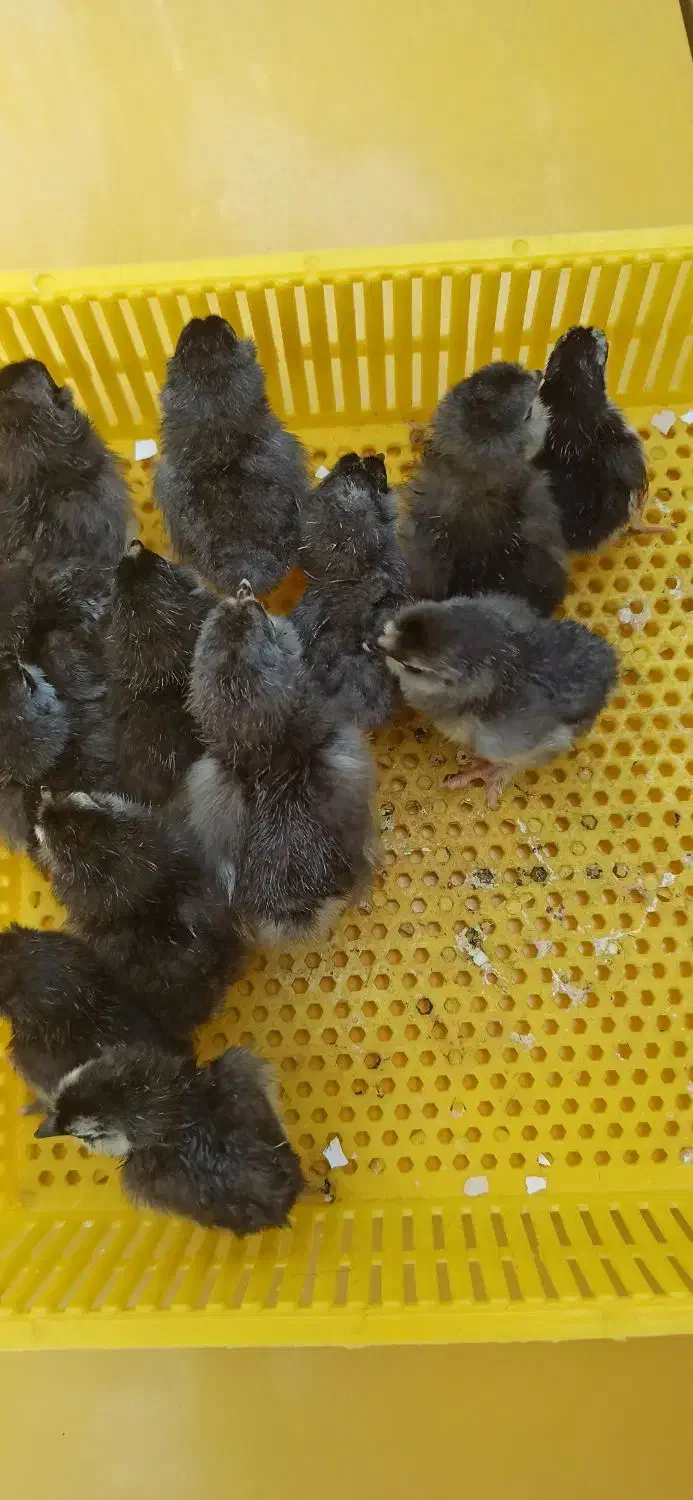 جوجه یه روزه مرندی اصیل|حیوانات مزرعه|جوادآباد, |دیوار