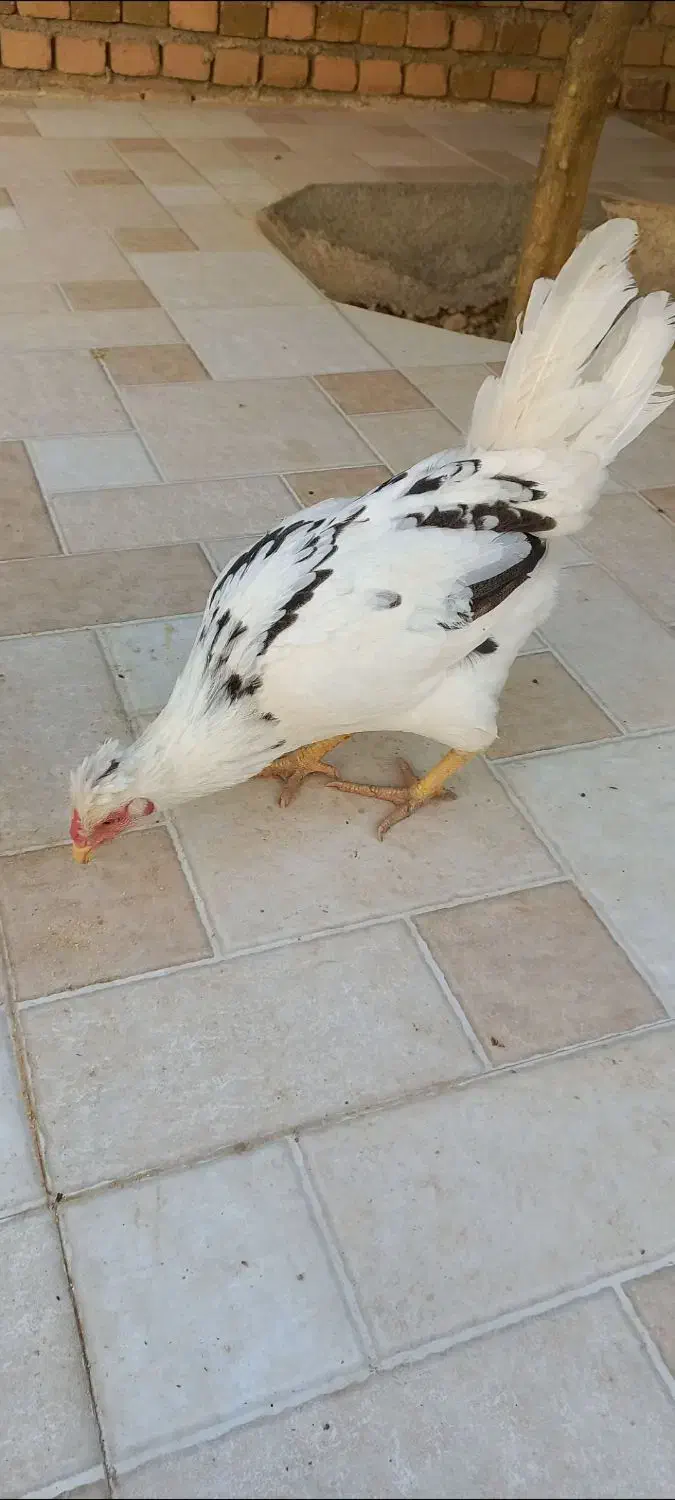 تعدادی مرغ خروس گلین|حیوانات مزرعه|سرپل ذهاب, |دیوار