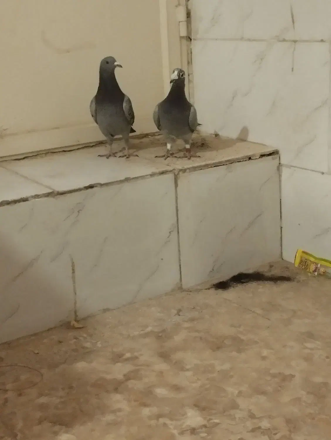 کبوتر پلاکی|پرنده|یزد, |دیوار