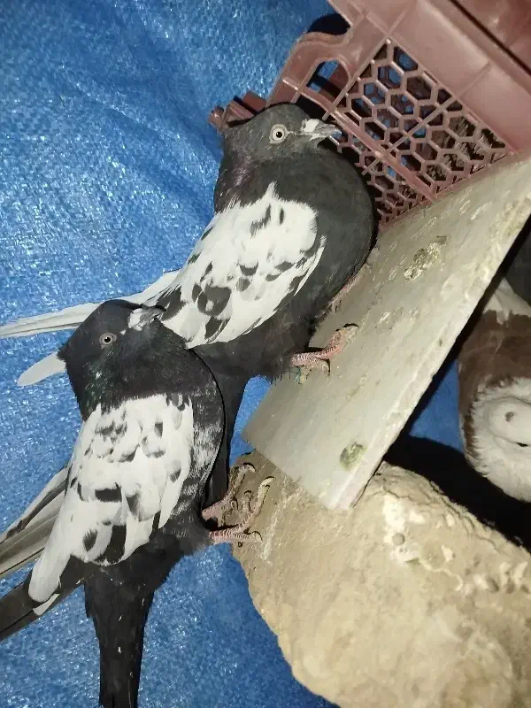 کفتر نر و ماده|پرنده|ساوه, |دیوار