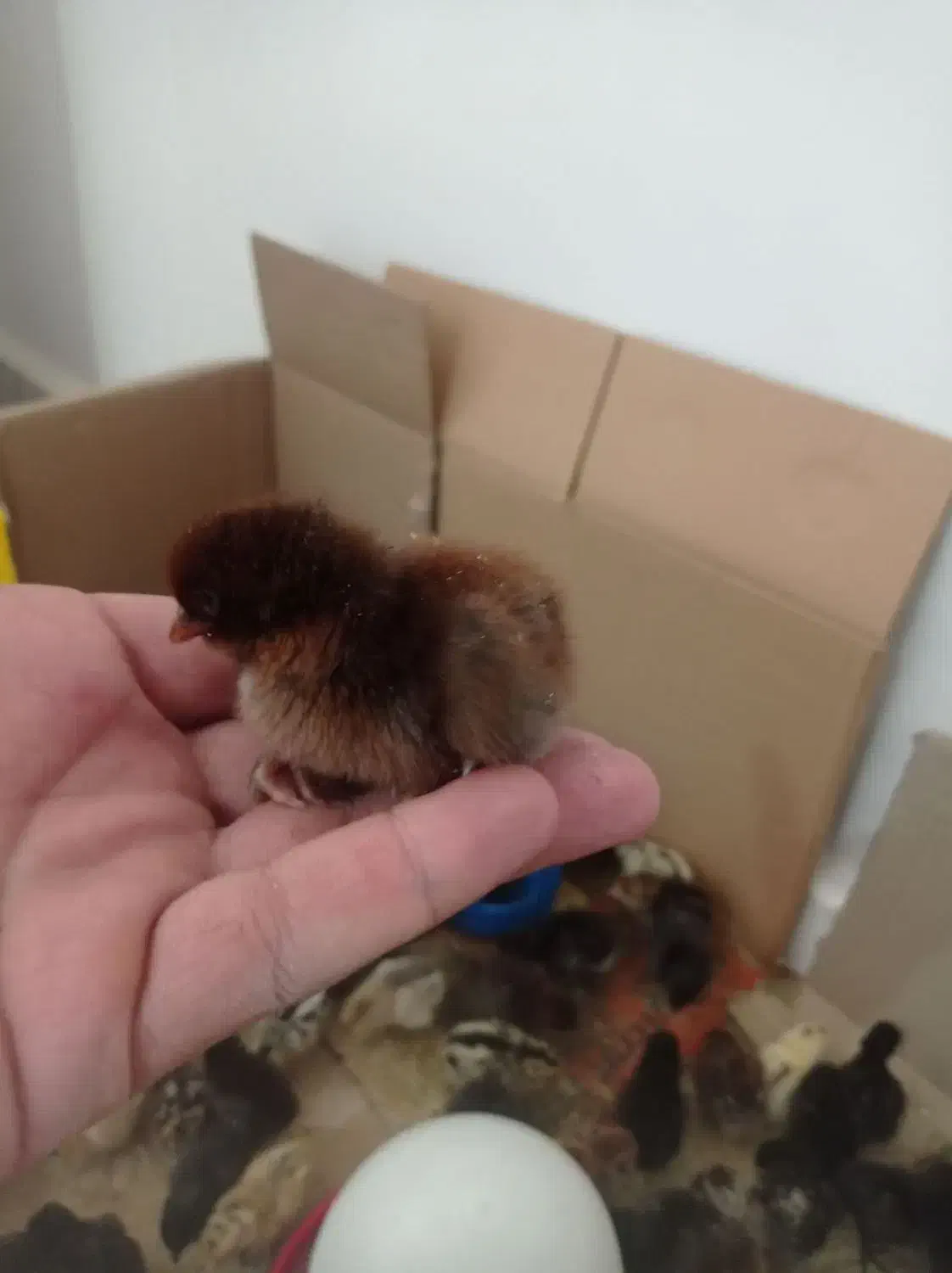 جوجه محلی عربی|حیوانات مزرعه|رامشیر, |دیوار