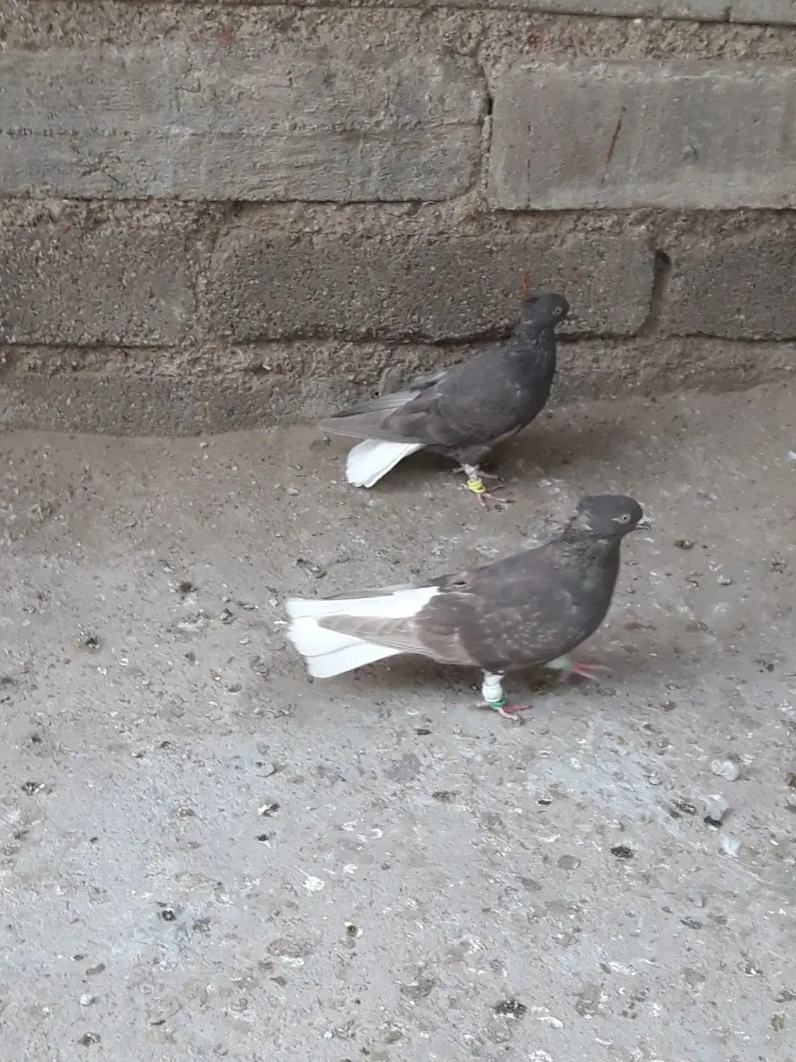 کبوتر|پرنده|سوسنگرد, |دیوار