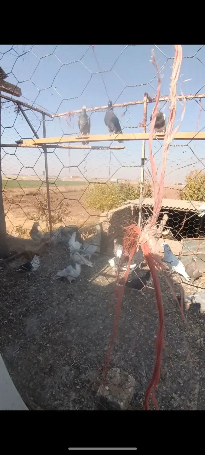 کبوتر جوان پرشی|پرنده|اقبالیه, |دیوار