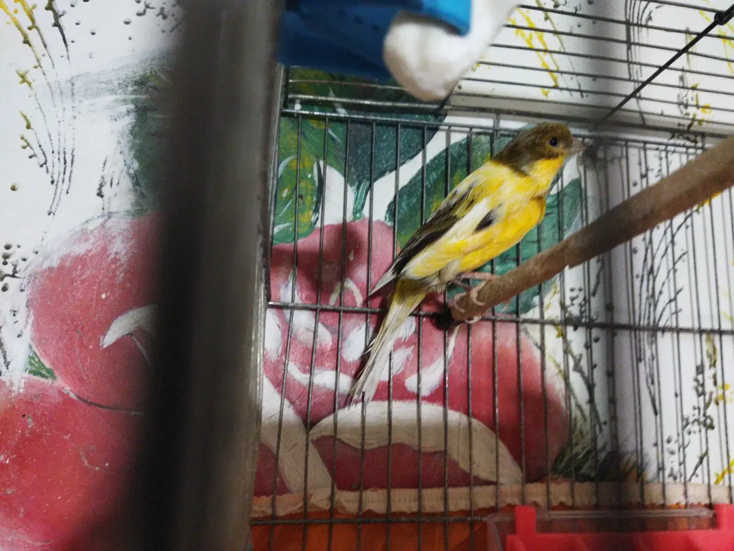 قناری ، سهره قناری ، عروس هلندی|پرنده|بهمن صغاد, |دیوار