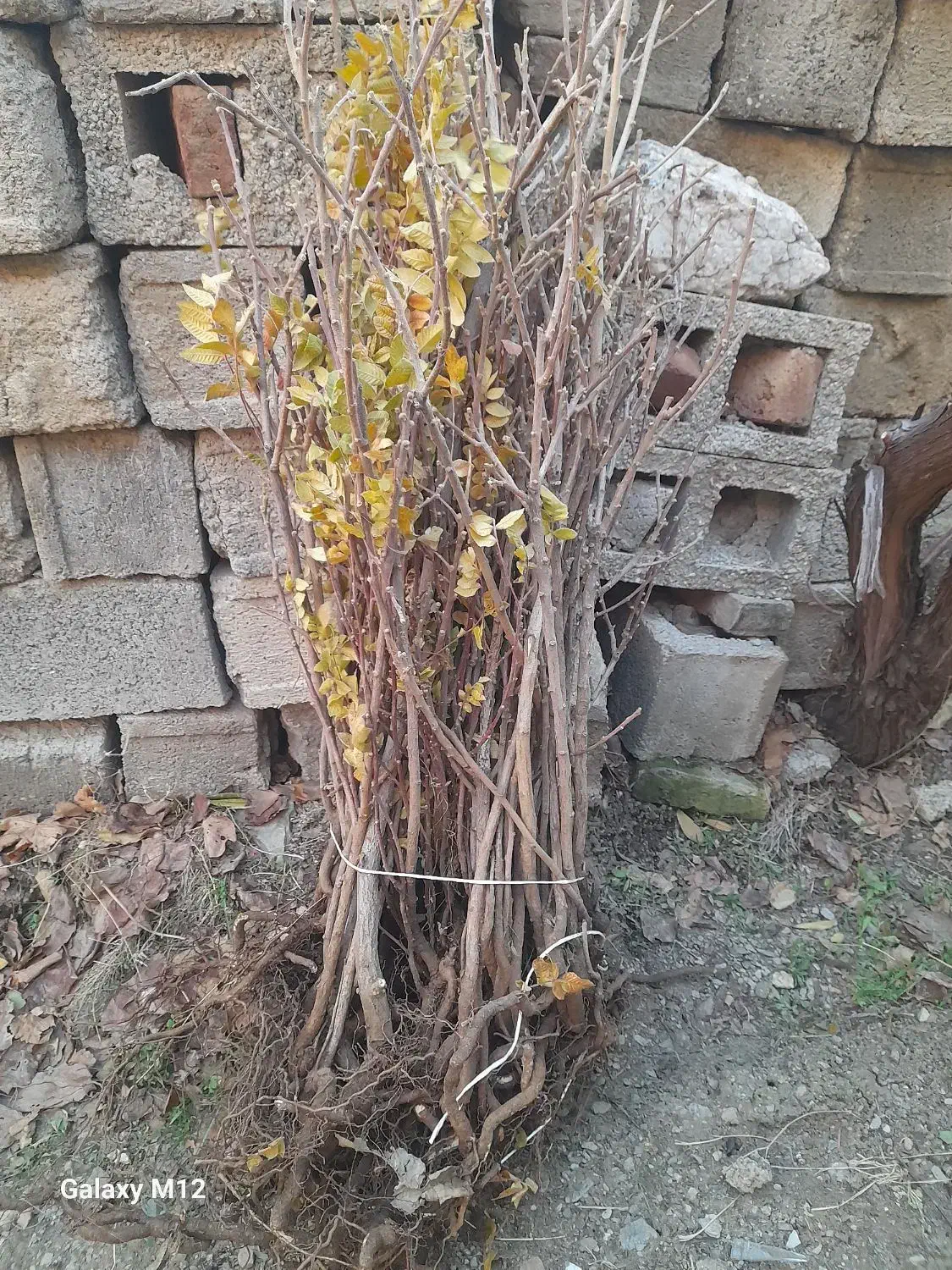 نهال سماق (ترش)|گل و گیاه طبیعی|بانه, |دیوار