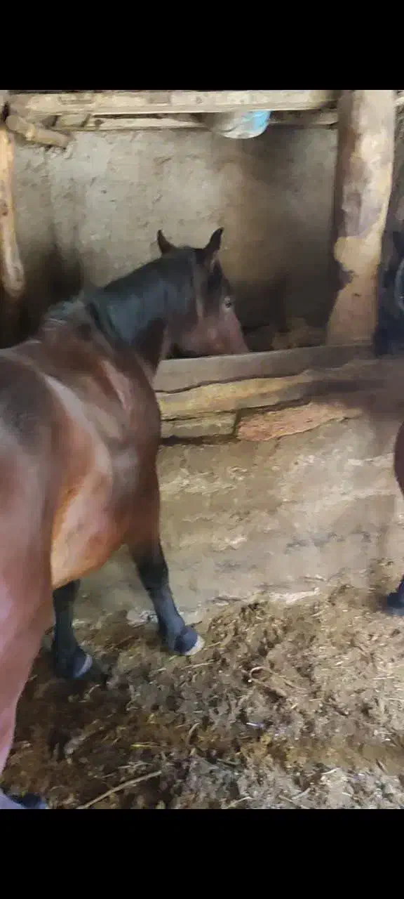 مادیون کرد 5سال|اسب و تجهیزات اسبسواری|کرج, بنیاد|دیوار