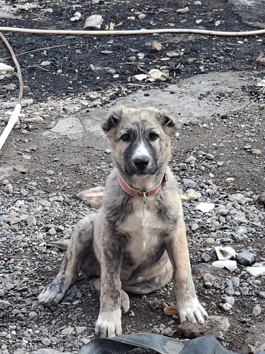 سگ توله ماده|سگ|بندر ترکمن, |دیوار