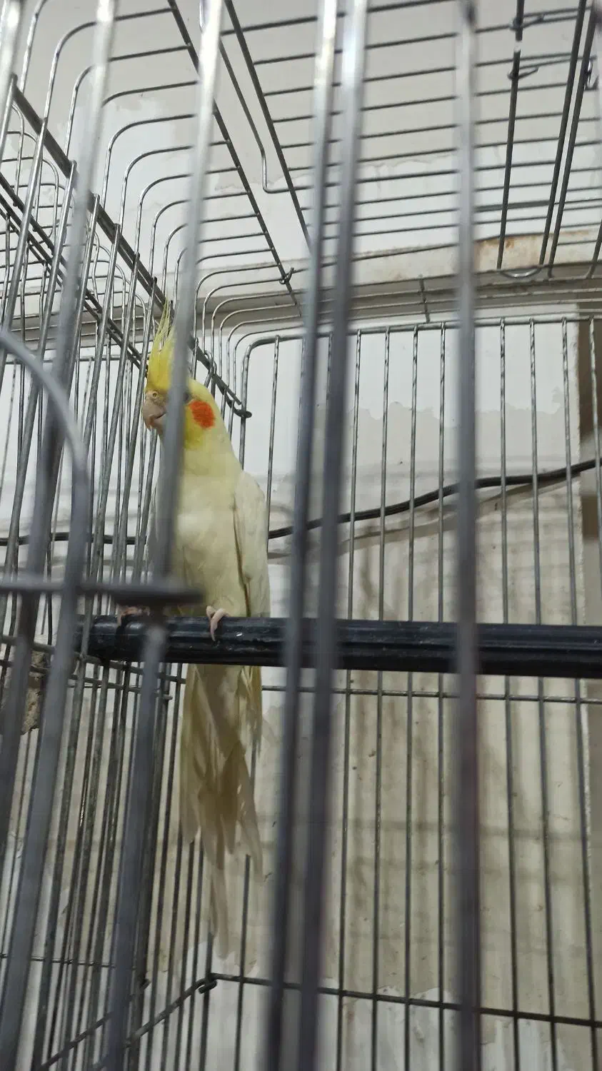 نر لوتینو یه ماده|پرنده|آران و بیدگل, |دیوار