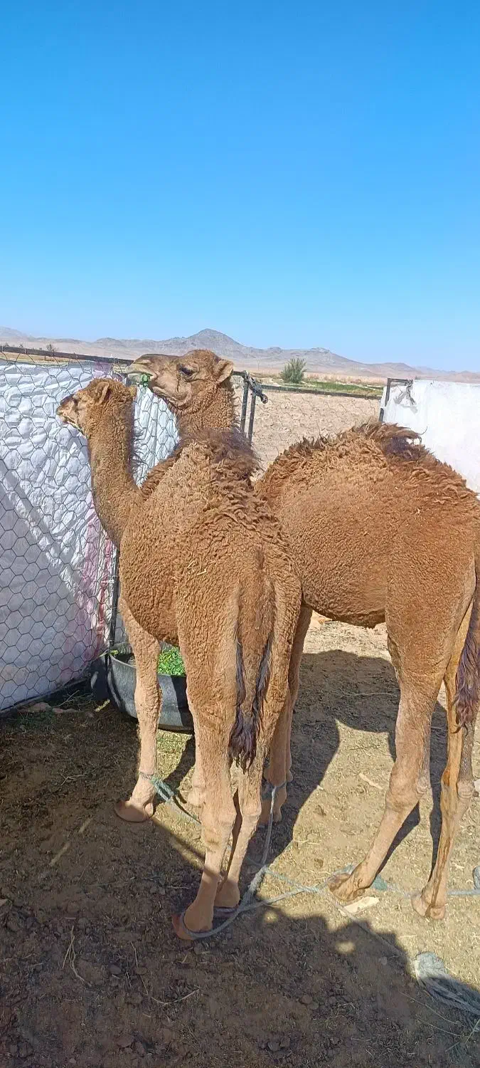 بچه شتر نر|حیوانات مزرعه|کورین, |دیوار