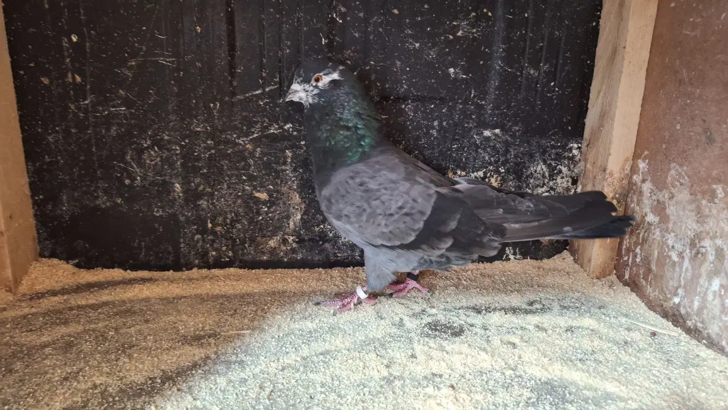 کبوتر همه چیز تموم .|پرنده|رشت, رشتیان|دیوار