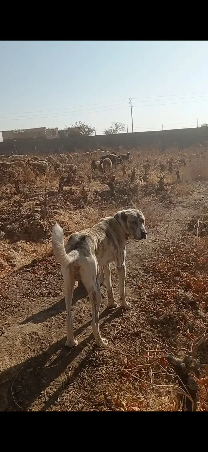 واگذاری توله خراسانی|سگ|کاشمر, |دیوار