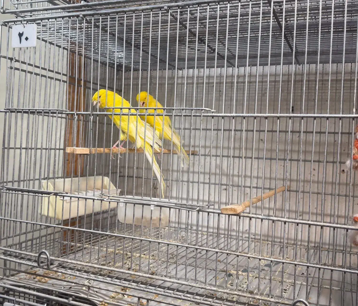 قناری رسمی بلند فری گلاستر موزاییکی|پرنده|قم, سیدان|دیوار