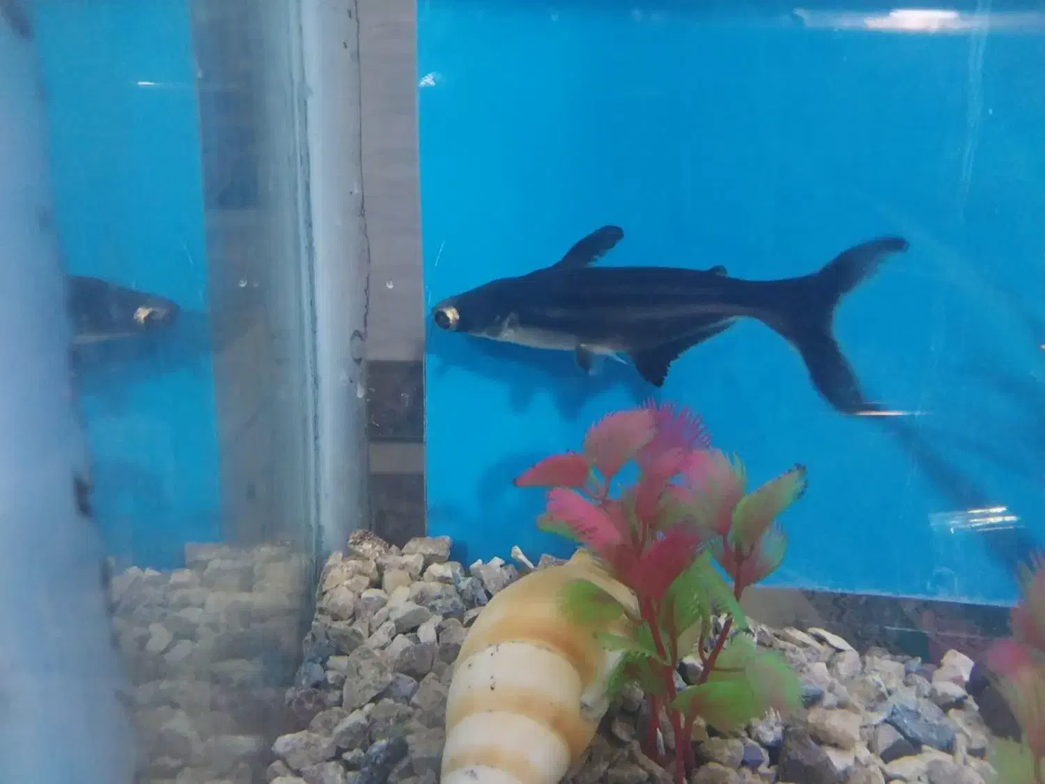 ماهی و لوازم اکواریوم|ماهی|ورامین, شهرک ولیعصر|دیوار