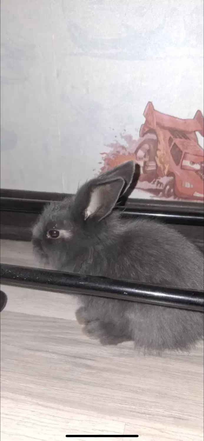 خرگوش|موش و خرگوش|قزوین, |دیوار